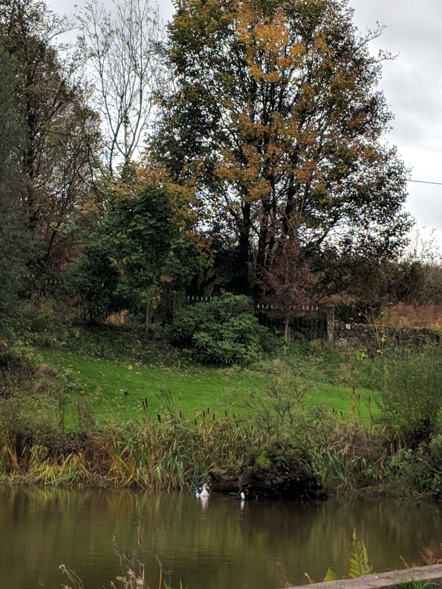 Ducks on the mill pond